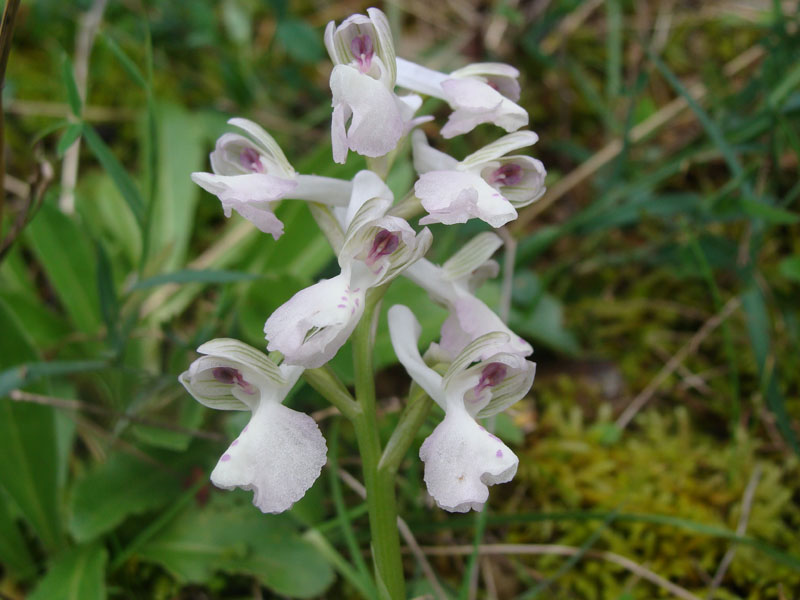 Orchis longicornu?