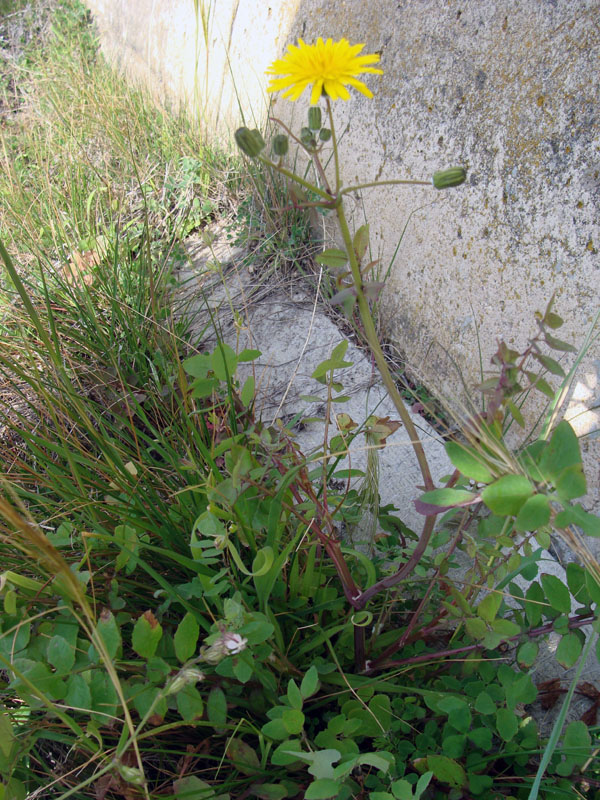 Sonchus tenerrismus