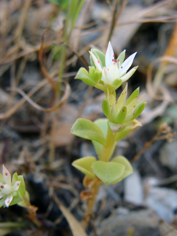 Phedimus stellatus