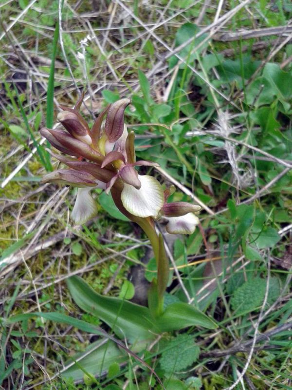 Anacamptis collina var. flavescens