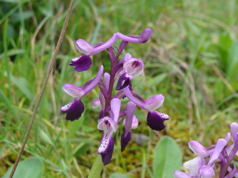 Orchis longicornu?