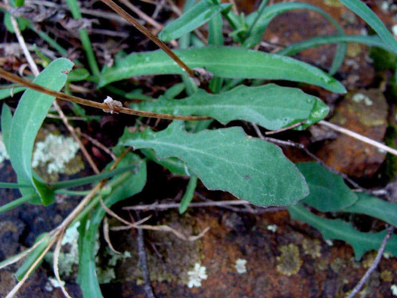 Asteracea...Reichardia picroides