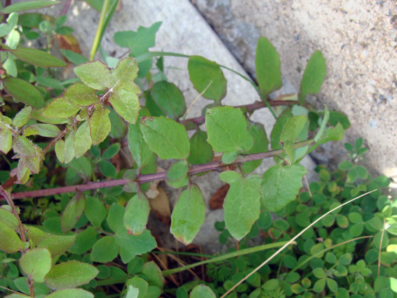 Sonchus tenerrismus