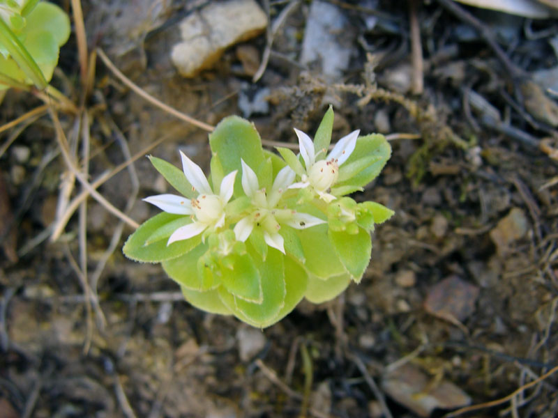 Phedimus stellatus