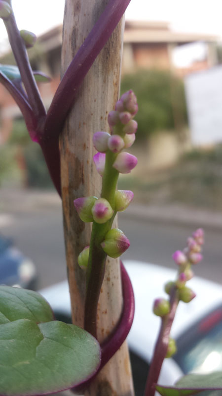 Piantina rampicante...: Basella cfr. alba (Caryophillales - Basellaceae)