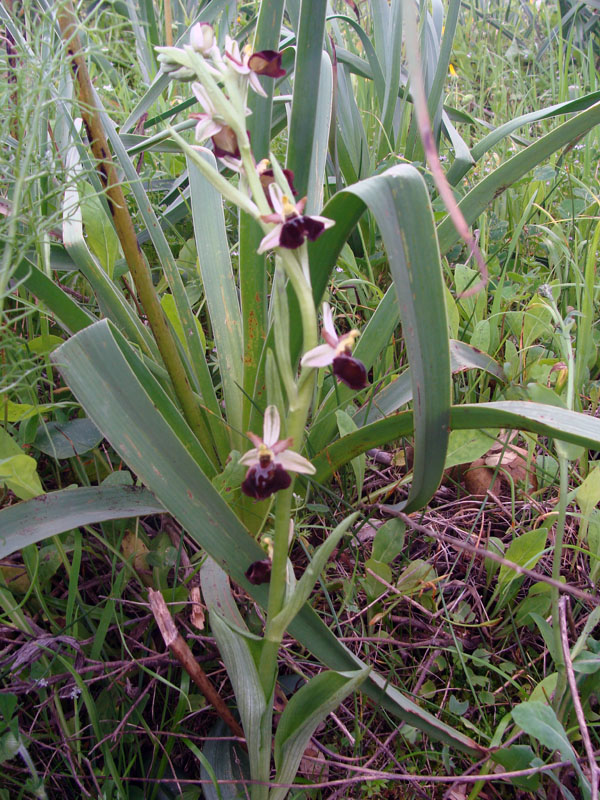 Ophrys exaltata subsp. morisii