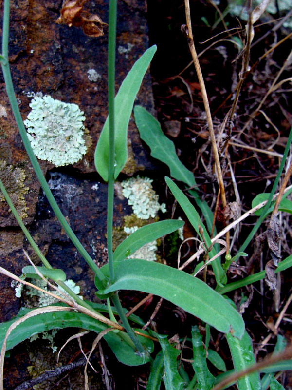 Asteracea...Reichardia picroides