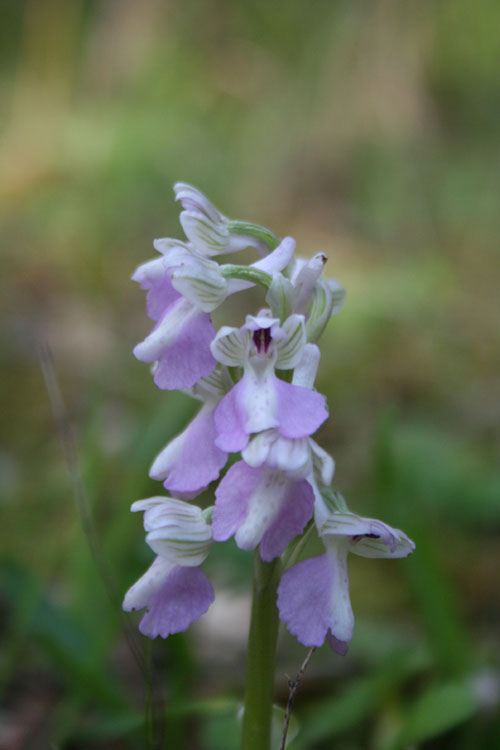 Orchis longicornu?