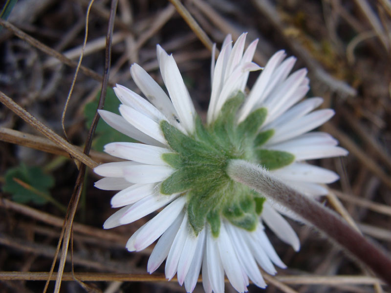 Bellis perennis