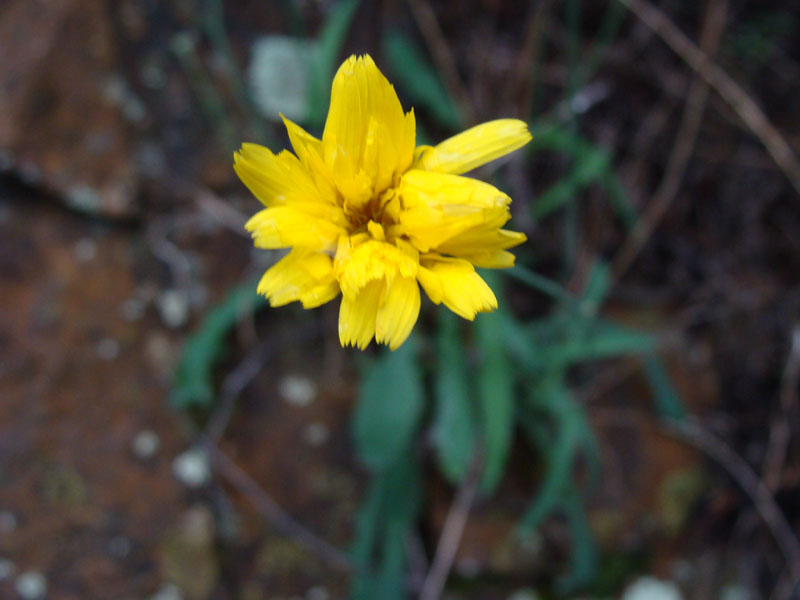 Asteracea...Reichardia picroides