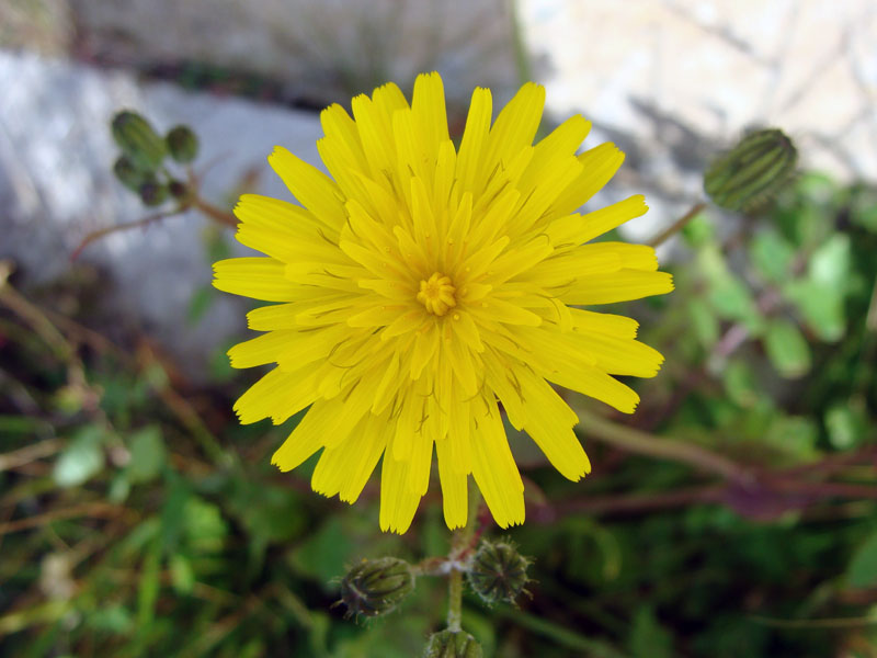 Sonchus tenerrismus