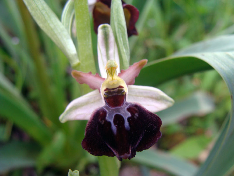 Ophrys exaltata subsp. morisii