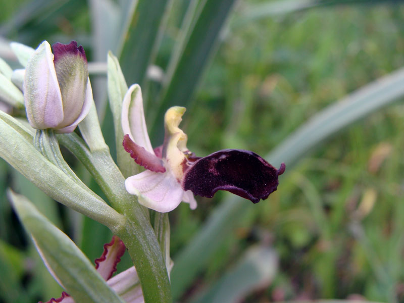 Ophrys exaltata subsp. morisii