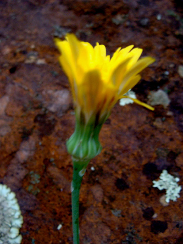 Asteracea...Reichardia picroides