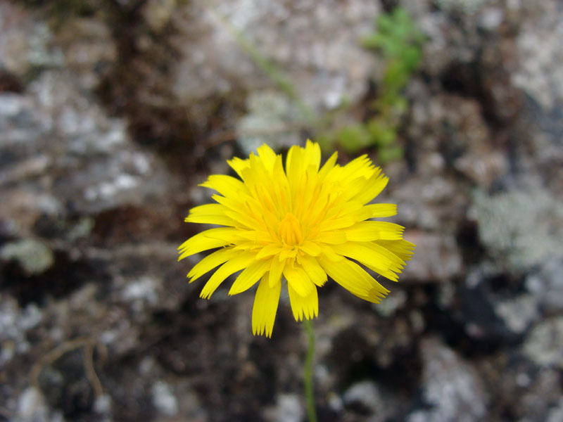 Hypochaeris achyrophorus / Costolina annuale