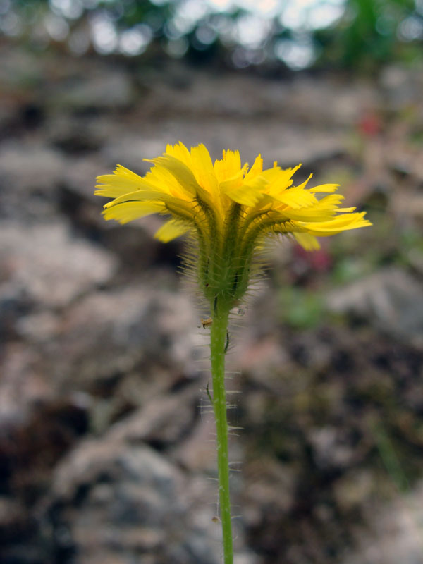 Hypochaeris achyrophorus / Costolina annuale