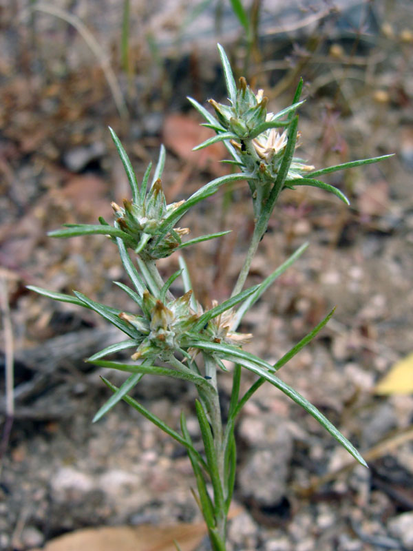 Logfia gallica (=Filago gallica) / Bambagia francese