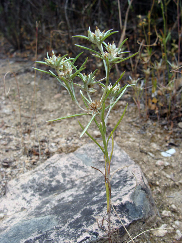 Logfia gallica (=Filago gallica) / Bambagia francese