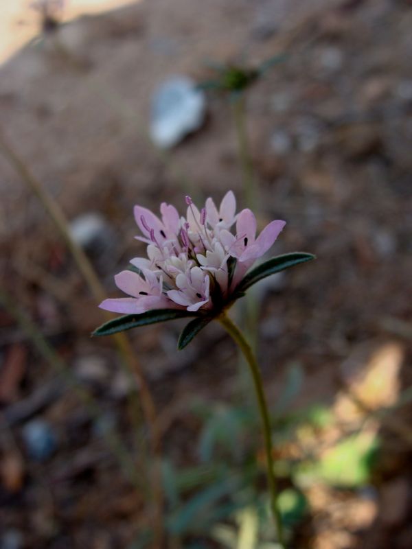 Scabiosa....? cfr. Sixalix atropurpurea