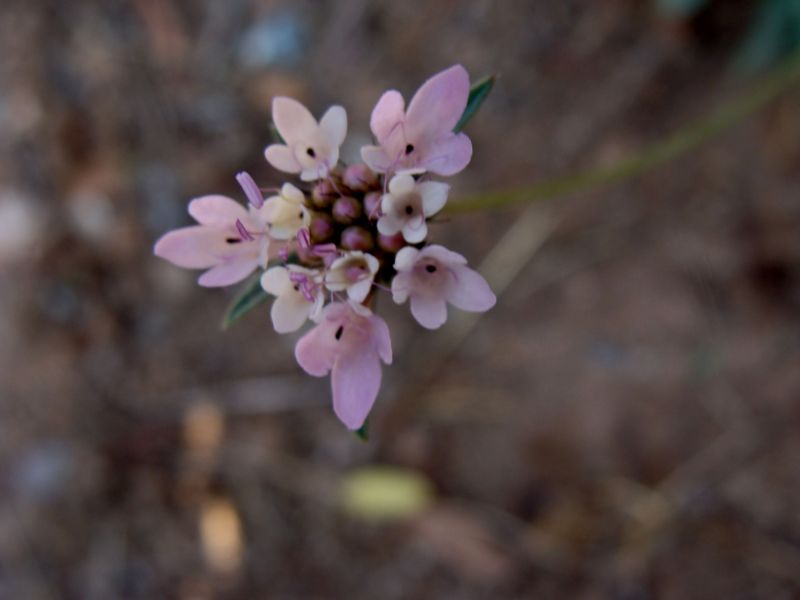 Scabiosa....? cfr. Sixalix atropurpurea