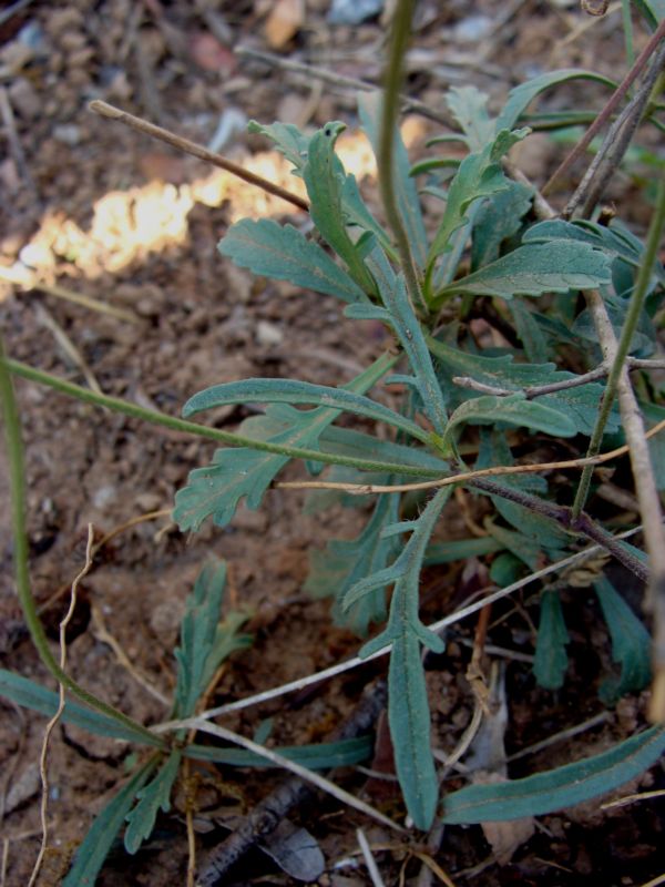 Scabiosa....? cfr. Sixalix atropurpurea