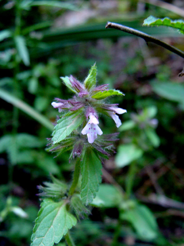 Lamium.....no, Stachys arvensis