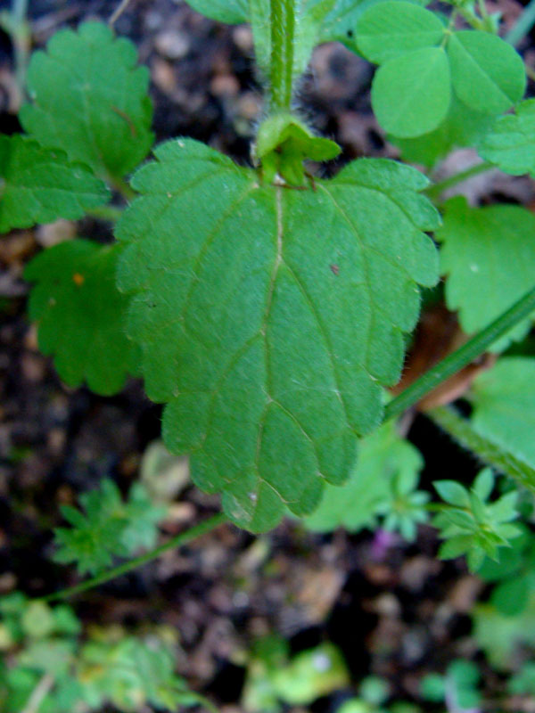 Lamium.....no, Stachys arvensis