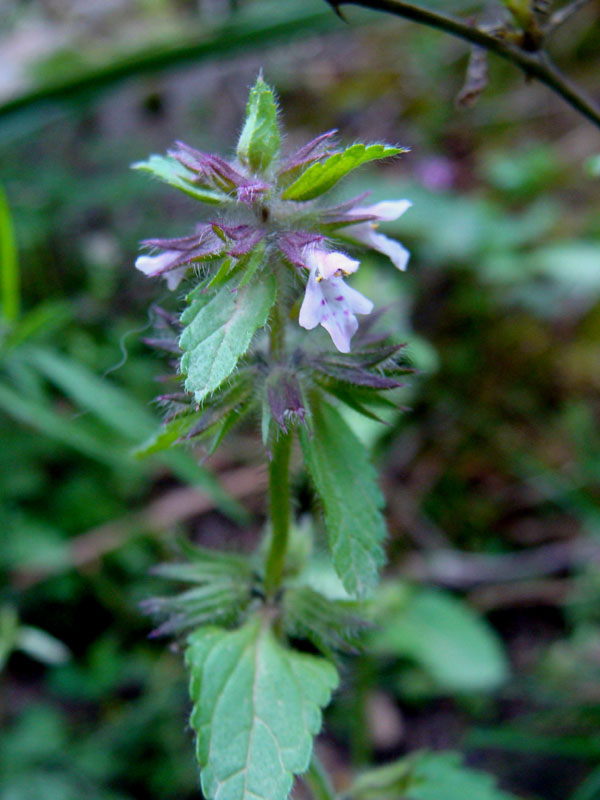 Lamium.....no, Stachys arvensis