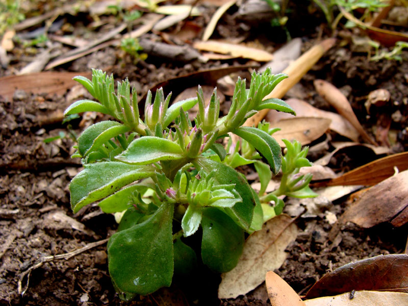 piccola crassulacea - Phedimus stellatus