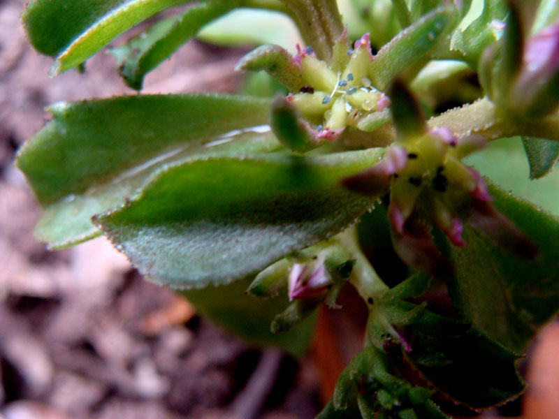 piccola crassulacea - Phedimus stellatus