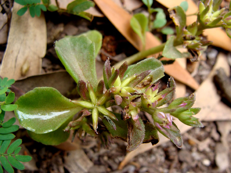 piccola crassulacea - Phedimus stellatus