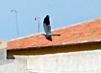 Rapace da identificare: Albanella minore?  S, maschio ! (Circus pygargus)