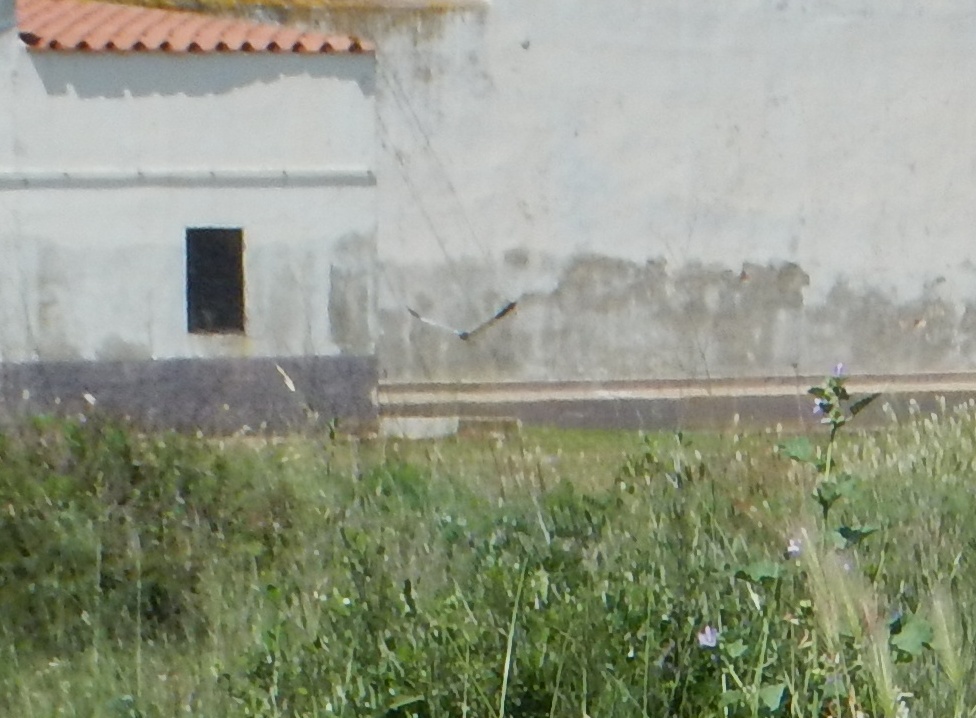 Rapace da identificare: Albanella minore?  S, maschio ! (Circus pygargus)