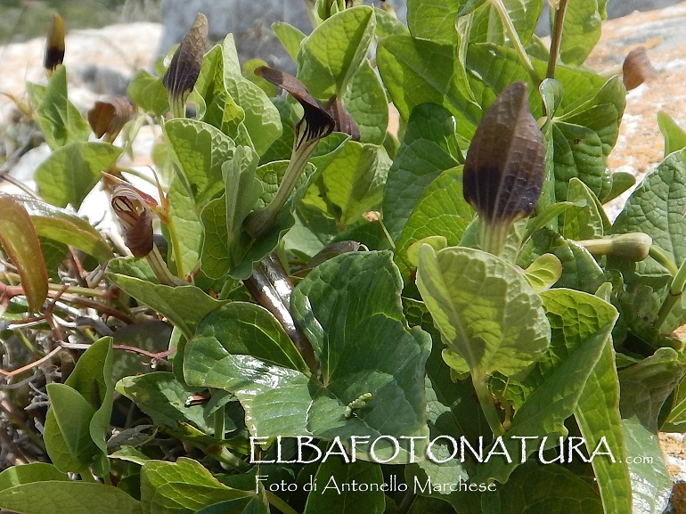 Aristolochia rotunda a Pianosa