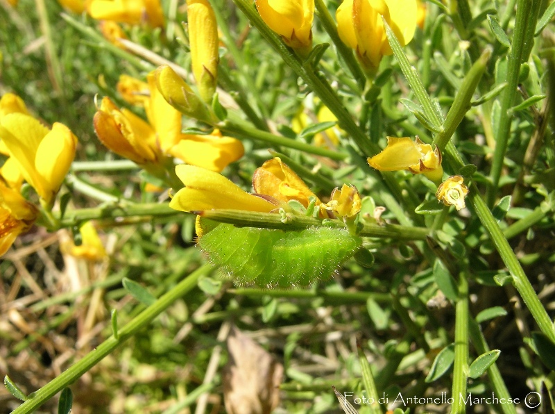 Riconoscimento bruco primaverile