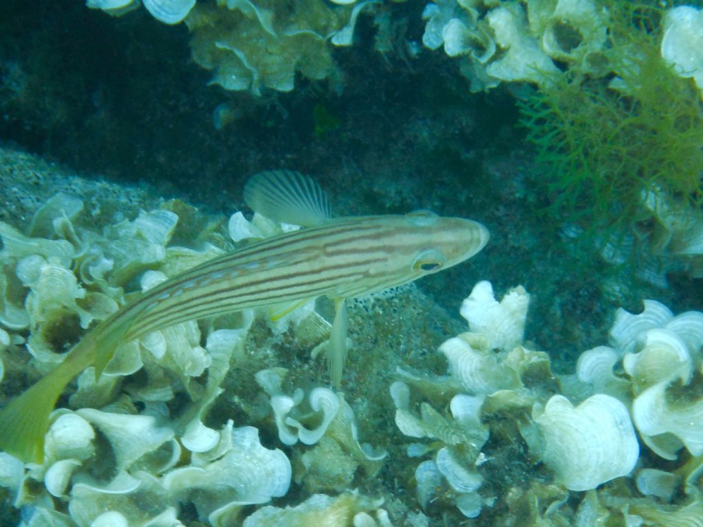 Giovane cernia dalle Baleari