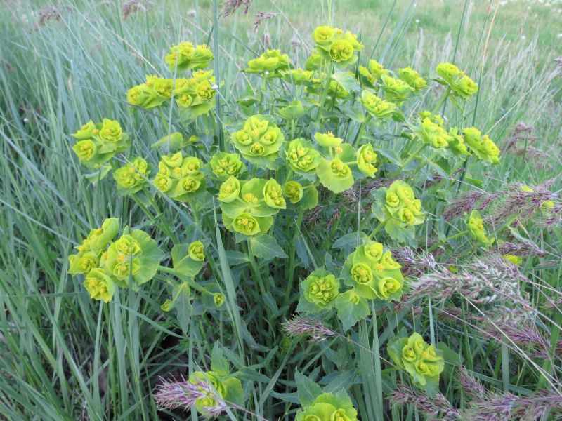 Euphorbia serrata / Euforbia dentata