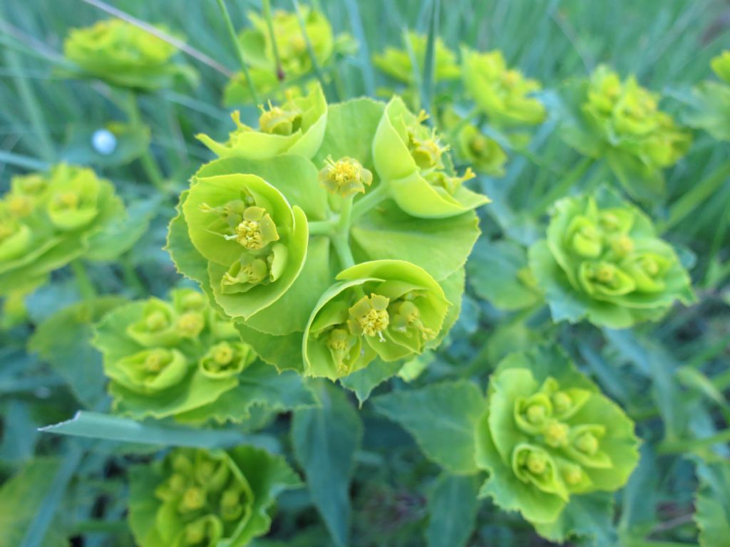 Euphorbia serrata / Euforbia dentata