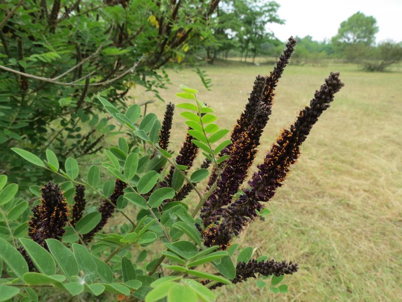 Amorpha fruticosa