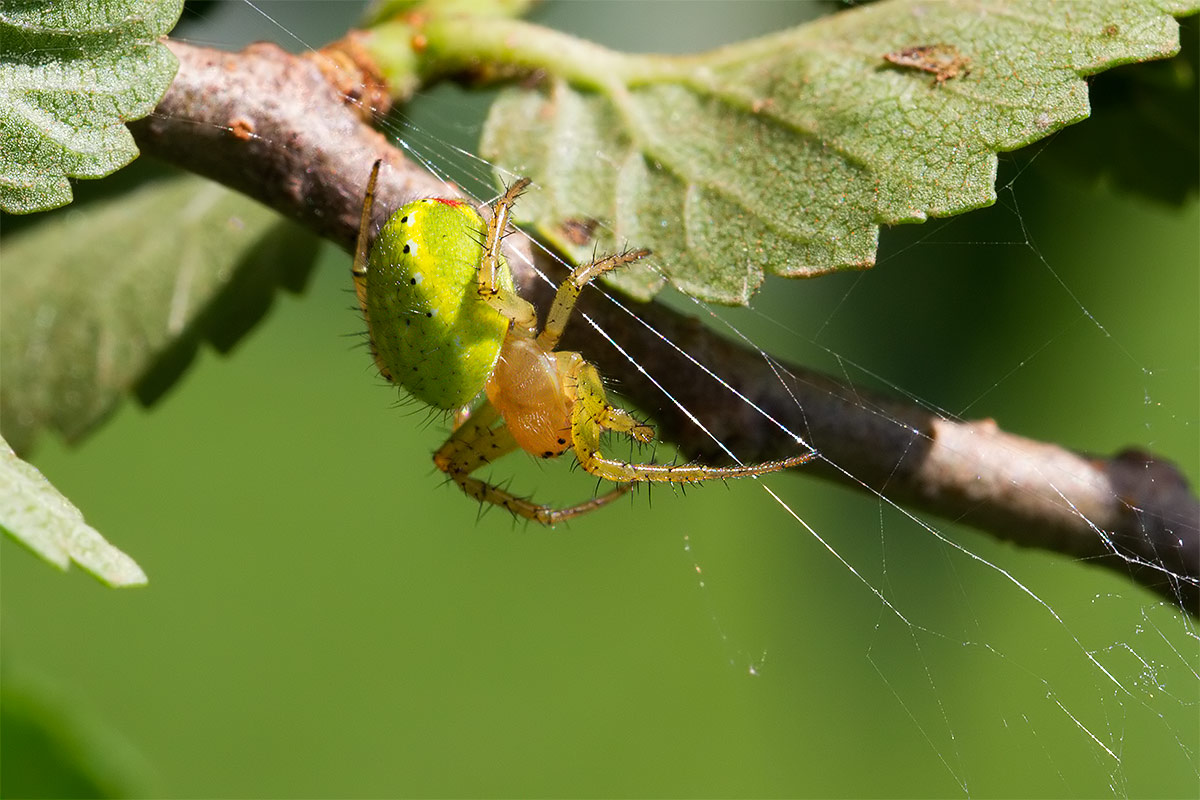 Araniella sp. - Sesto Fiorentino (FI)