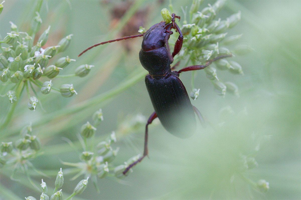 Tsitscherinellus cordatus