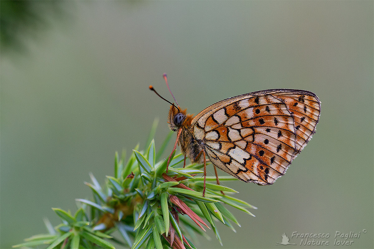 La Brenthis hecate (Nymphalidae) del Senese