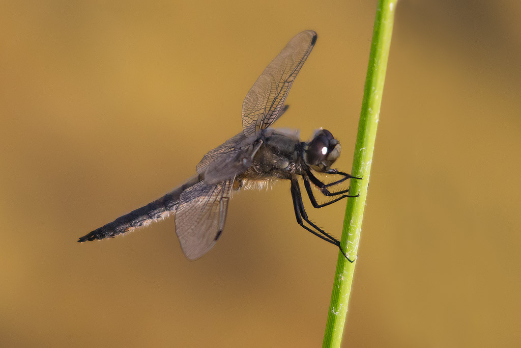 Libellula quadrimaculata ... pardon..bimaculata!