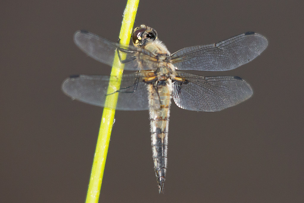 Libellula quadrimaculata ... pardon..bimaculata!