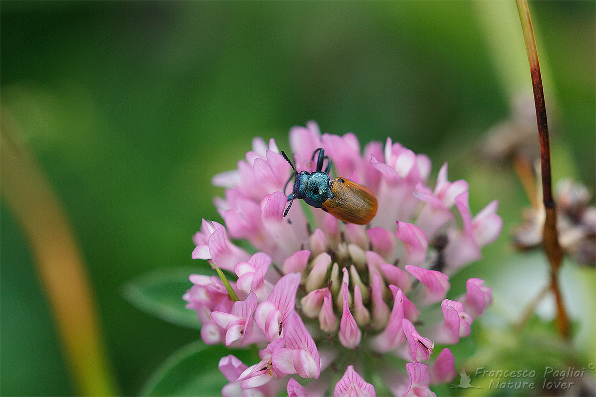 Labidostomis longimana (cf.), Chrysomelidae