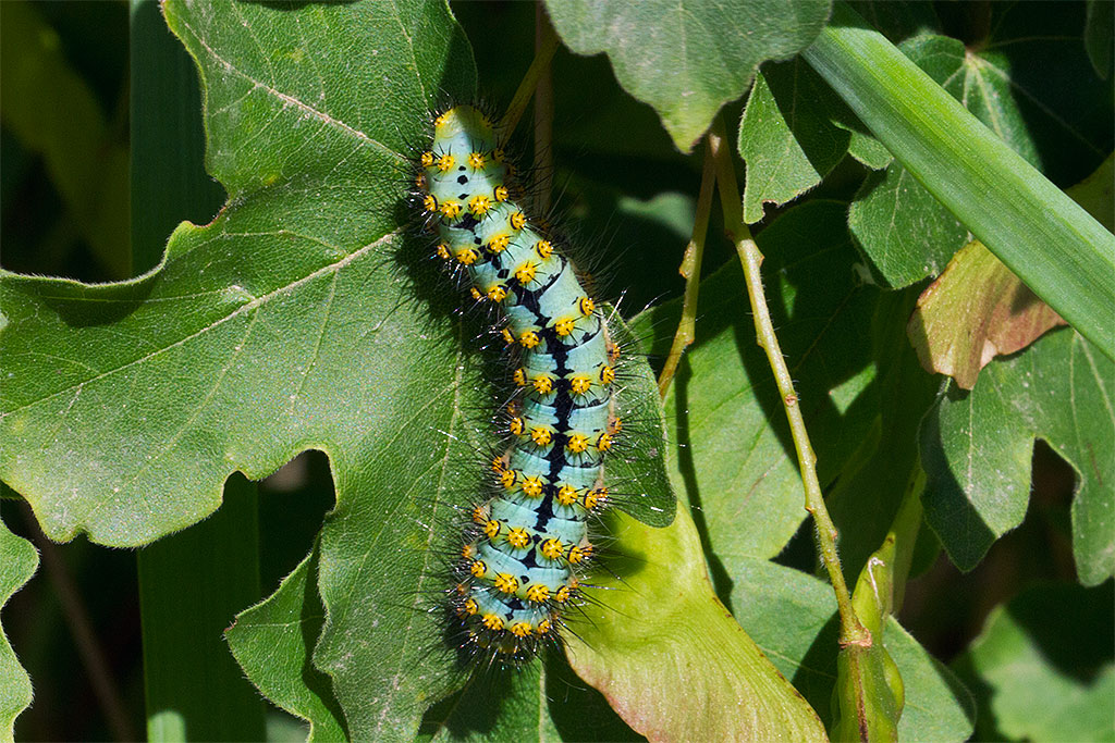 Saturnia pavoniella? - Si