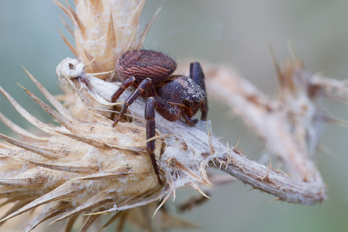 un''  Ozyptila? No. Xysticus sp.  - Sesto Fiorentino (FI)