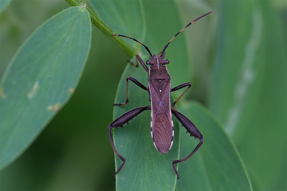 Alydidae: Camptopus lateralis della Toscana (FI)