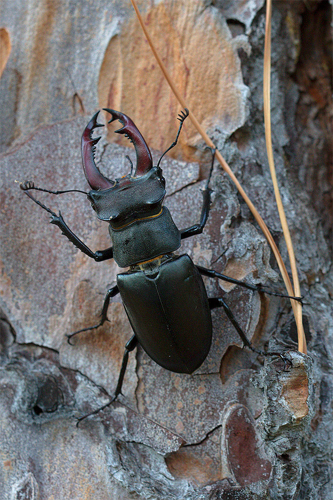 Lucanus cervus