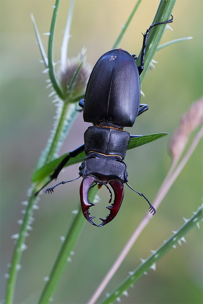 Lucanus cervus